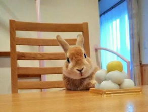 儿童安全座椅新星：「两只兔子Buddy Buzzy」的亿元级融资之路