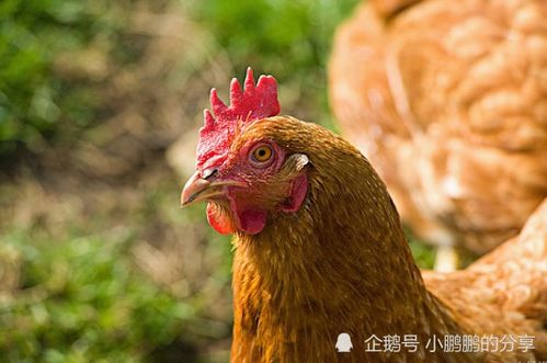 鸡IgG检测的秘密武器：ELISA试剂盒大揭秘