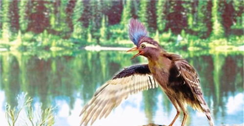 改写鸟类历史！政和八闽鸟的发现有哪些重要意义？