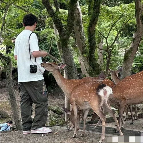 女子回应与父亲喂梅花鹿被顶事件：一场意外还是摆拍？