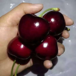 车厘子价格跌破10元！从“水果界爱马仕”到平民果盘的华丽转身