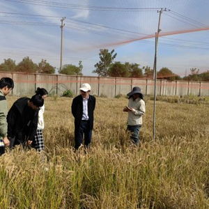 中国科学家创制水稻新种质，辅酶Q10或将改变人类健康未来