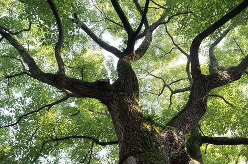 香樟树下的凝思：一段关于成长与记忆的旅程