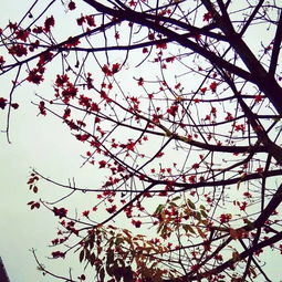 记忆里的木棉：那一抹跃上枝头的红色