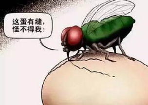 与苍蝇的“共舞”：一场人与小生物的哲学思考