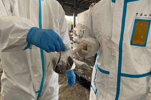 上海浦东机场海关截获世界最强毒蛙，毒性有多强？危害有多大？