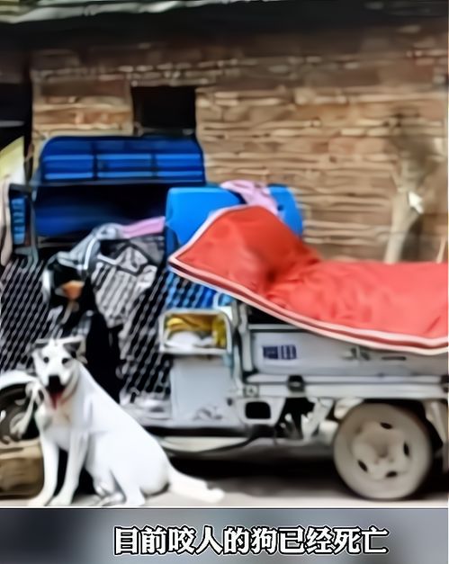 狗主人怒斥潘宏：真相背后究竟是什么？