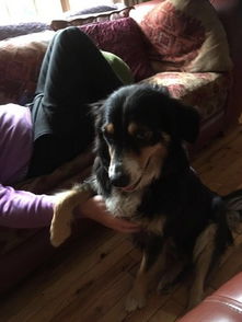 杭州一狗狗离家出走逃票上地铁被抓：一场意外的“流浪记”