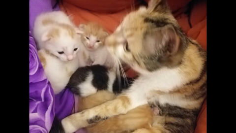 小猫不见了：一场温暖人心的寻宠之旅