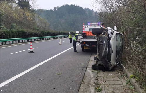 青海牧民偶遇野狼拦车：一场人与自然的奇妙邂逅
