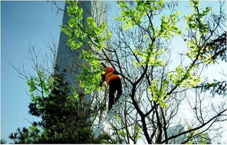 仙台有树重剪：邓为与向涵之的名场面再现，追剧迷们的狂欢夜