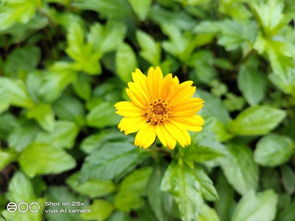 逆阳而生的野蔷薇——由黄香久说开去