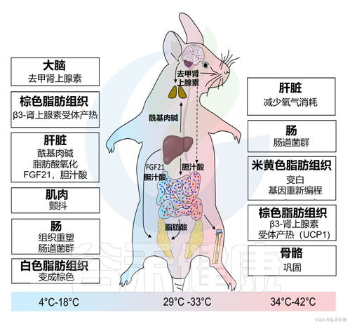揭秘免疫代谢：从内脏脂肪到全身健康的秘密