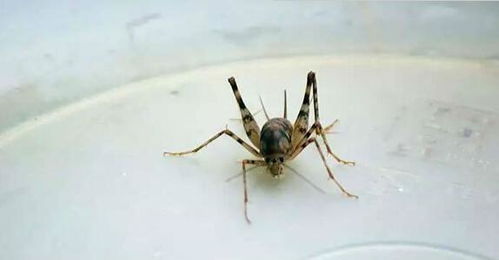 如何彻底消灭家中的蟋蟀？亲测有效的方法大公开！