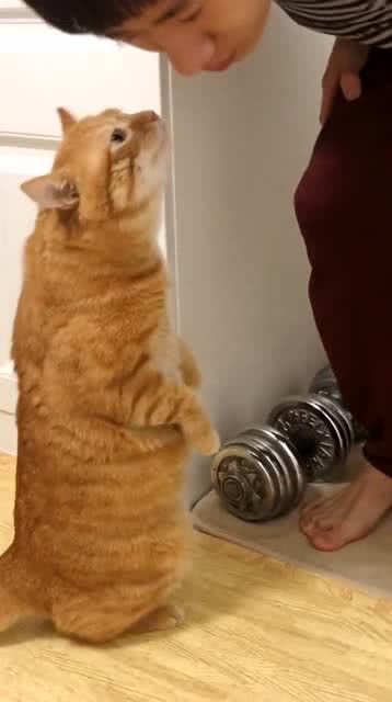 猫咪眼中的男主人和女主人：一场奇妙的情感观察