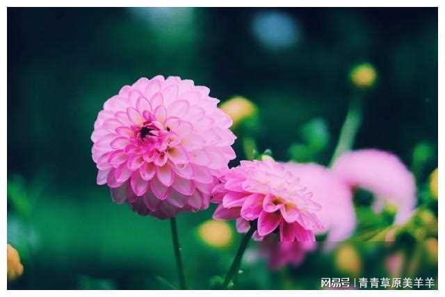 善解人意的花儿：在平凡中绽放温暖