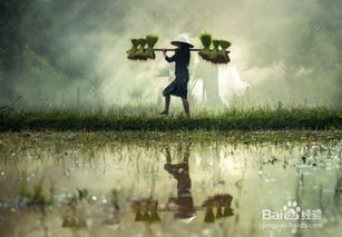 解锁财富密码：从水墨自媒体看内容创业者的崛起