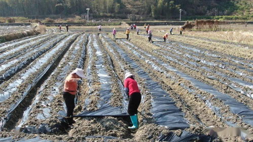 春耕沃野生机勃勃 各地加紧农业生产