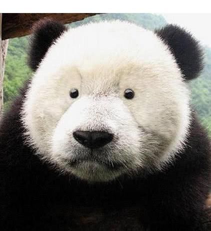 男子被鲸吞又吐出：生死8秒的惊险回忆