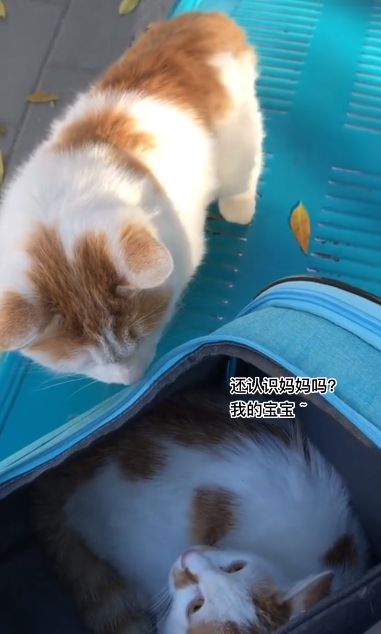 再见了，流浪小猫：一段温暖与告别的故事