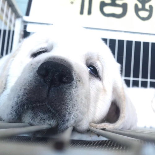 拉布拉多凭实力伴奏，我的音乐伙伴竟是个天才！