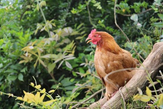 鸡胚成纤维细胞(UMNSAH/DF-1)培养全攻略：从新手到高手的进阶之路