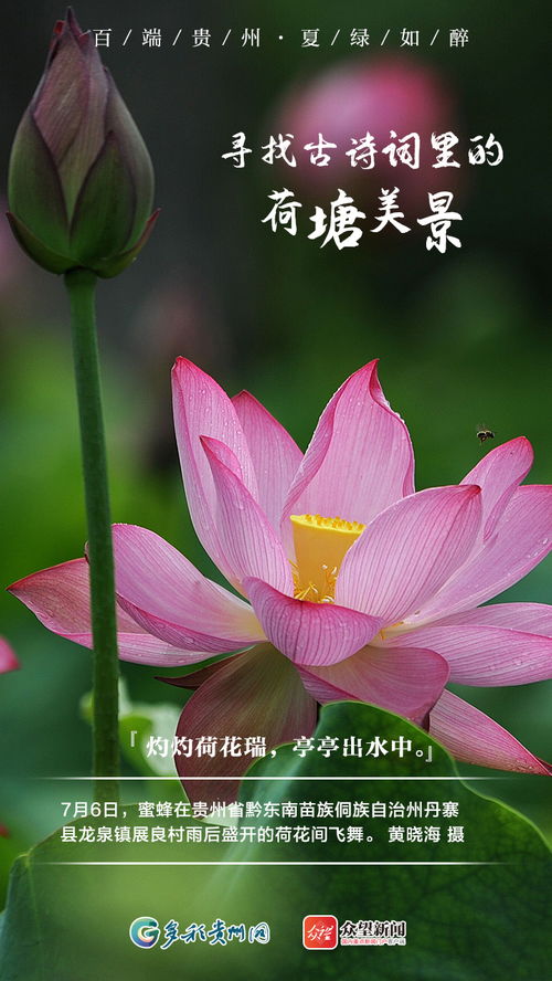 荷塘边的诗意时光：北美风光中的心灵旅程