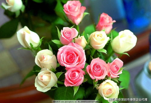 创业之路：在荆棘中寻找玫瑰