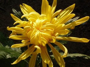 因为独特，所以多彩：在简书上遇见更好的自己