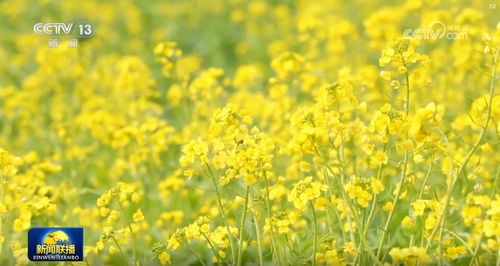 赏花赏景 感受美好春日