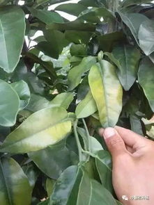 老外连炫1个月砂糖桔变小黄人：真相竟是这样！