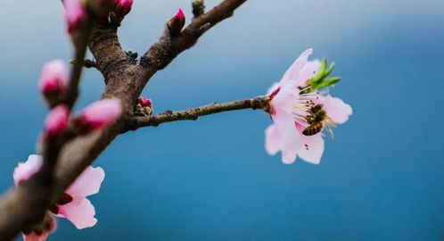 春意盎然，那一枝红杏带来的诗意人生