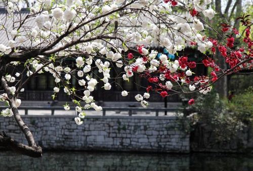 一树梨花压海棠：从古人的诗意中寻找人生真谛