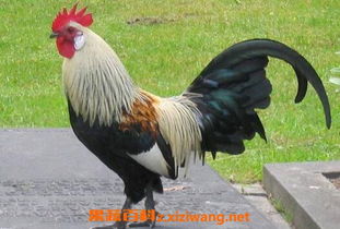 公鸡阿飞：一只改变乡村生活的神奇存在