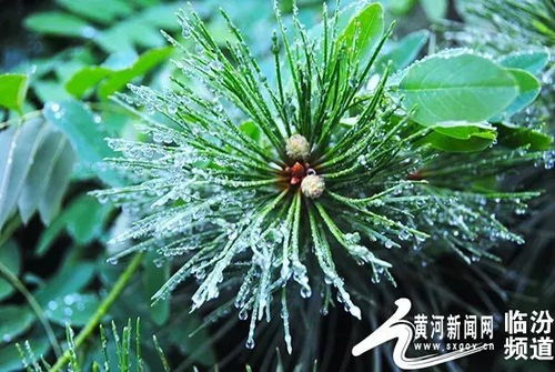 雨水至春意渐浓：感受自然的温柔馈赠