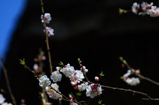 春日游 杏花吹满头：一场与春天的浪漫邂逅