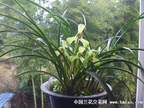 静静的兰花：一段与自然相伴的心灵旅程