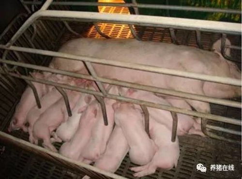 母猪B超机：科技赋能养殖业的“智慧革命”