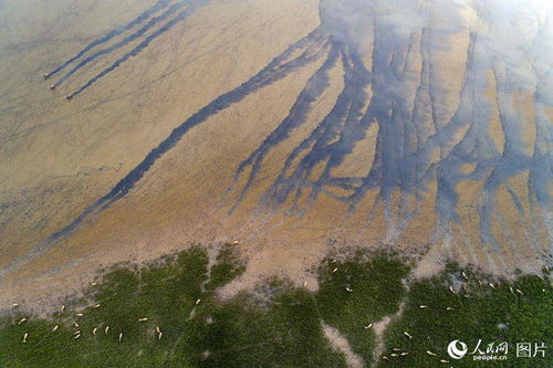 黄海之滨的野鹿荡：一个人与自然和谐共生的理想家园