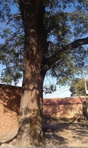 老槐树下的奇缘：一段跨越时空的温暖故事