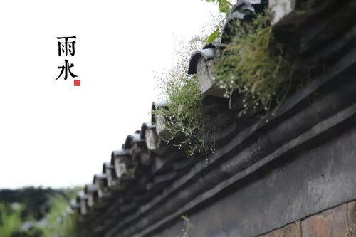 雨水润万物，桑黄养天年｜廿四节气养生之道