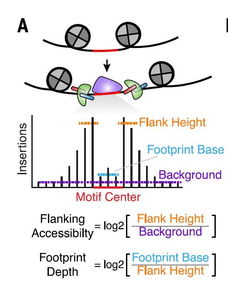 探索染色质可及性：从微观世界到生命奥秘