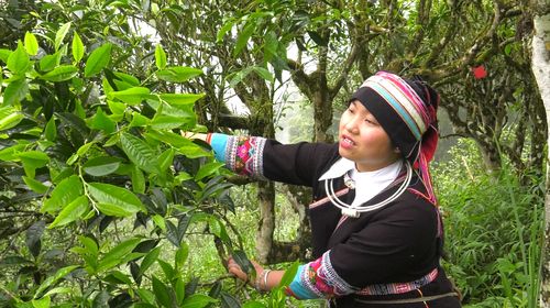 麻栗坡垮土：茶韵银辉促振兴 一锅一锤筑幸福