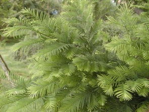 水杉：冬日里的自然奇迹