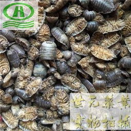 地虱婆用什么药来消灭？亲测有效的方法分享