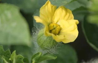 见过花开就好！以阳光心态继续前行