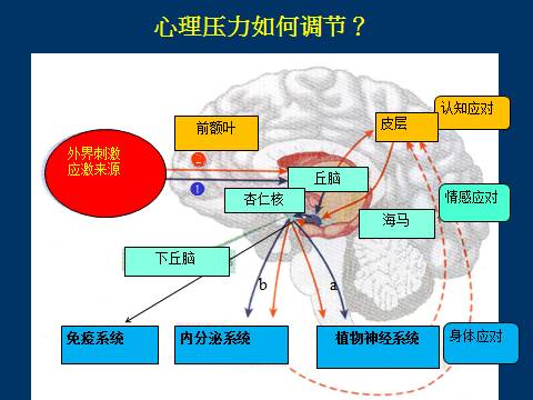 四种应对压力的模式，助你轻松面对生活挑战