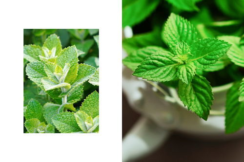 从蚊子草到粉娃娃：一场关于热爱与坚持的奇妙旅程