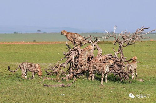 重生猎豹：他在草原上的传奇故事