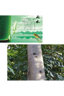 雨水的低语：现代诗中的情感共鸣（外一首）